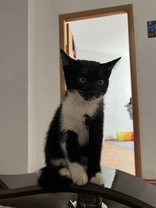 Котенок девочка в добрые руки