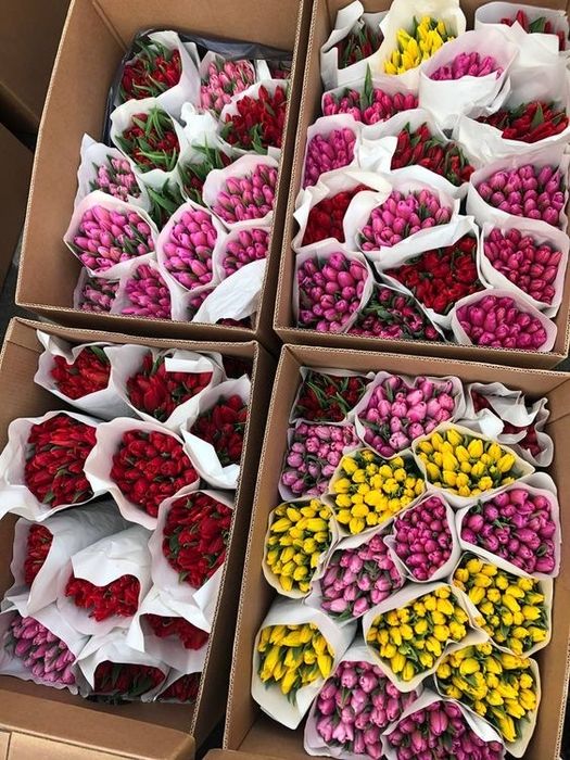 Тюльпаны оптом и в розницу