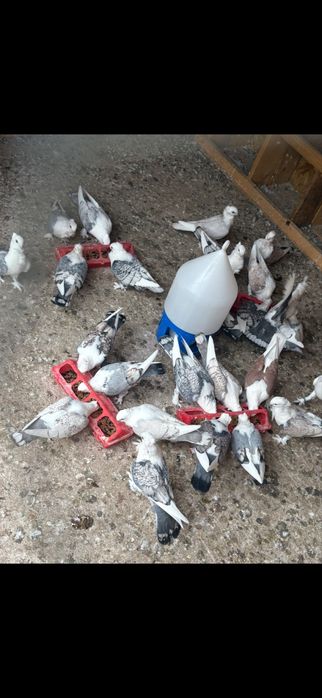 Porumbei misirli satineti