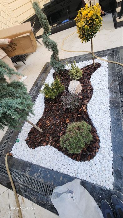 Газон,гул,дарахт