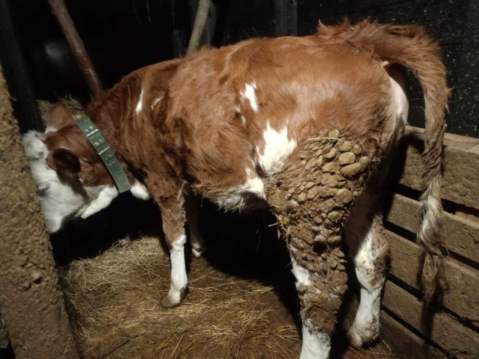 Vaca baltata romaneasca si vitel