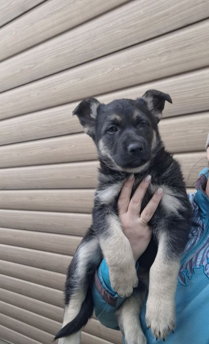 Щенки Восточно европейской овчарки