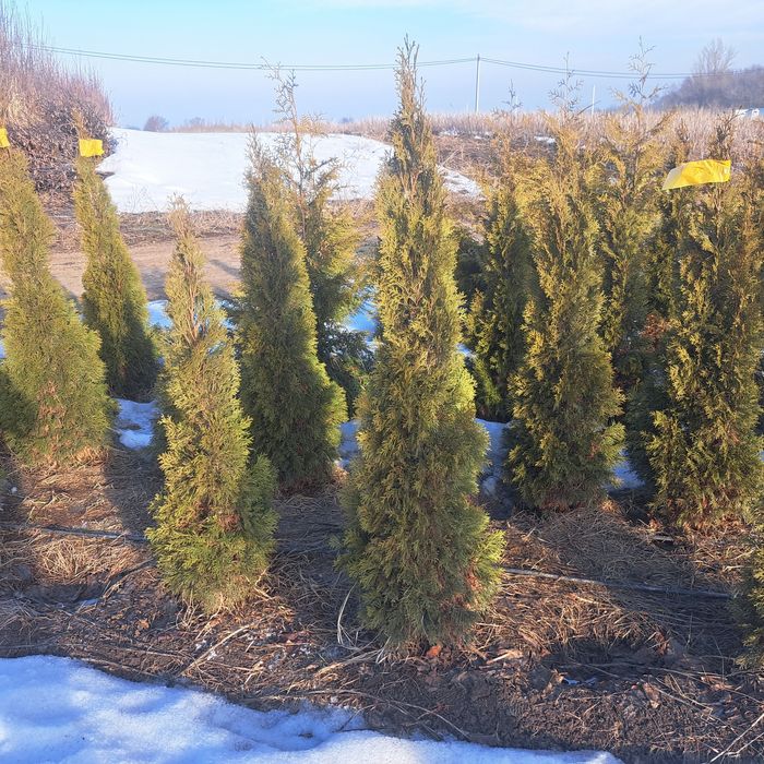 Туи,смаракт,бробан.