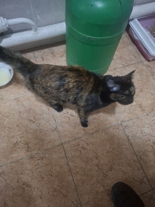 Отдам Кошку добрые руки