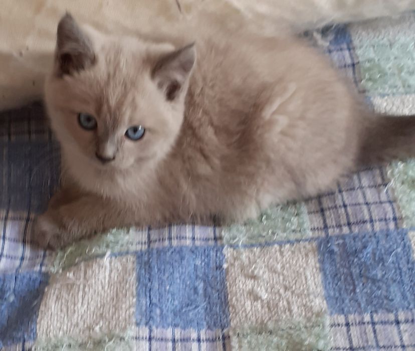 Котята бесплатно