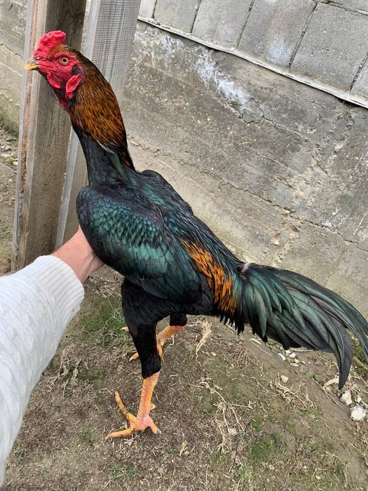 Дакан шоже сатылады