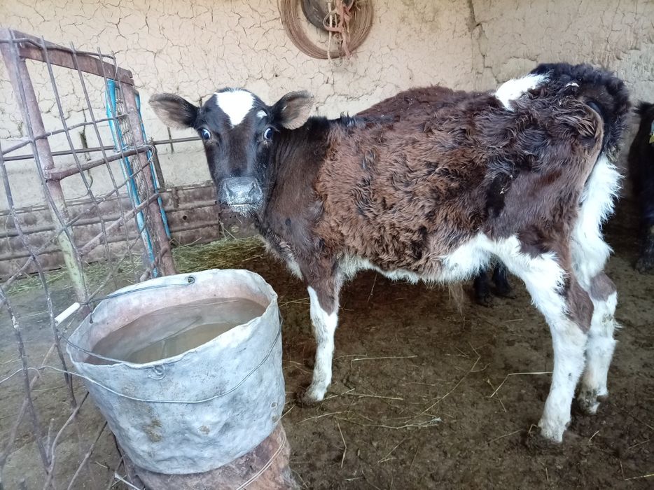 3,4 айлык еркек бузау сатылады. Жылкы малы сатылады  донежин байтал
