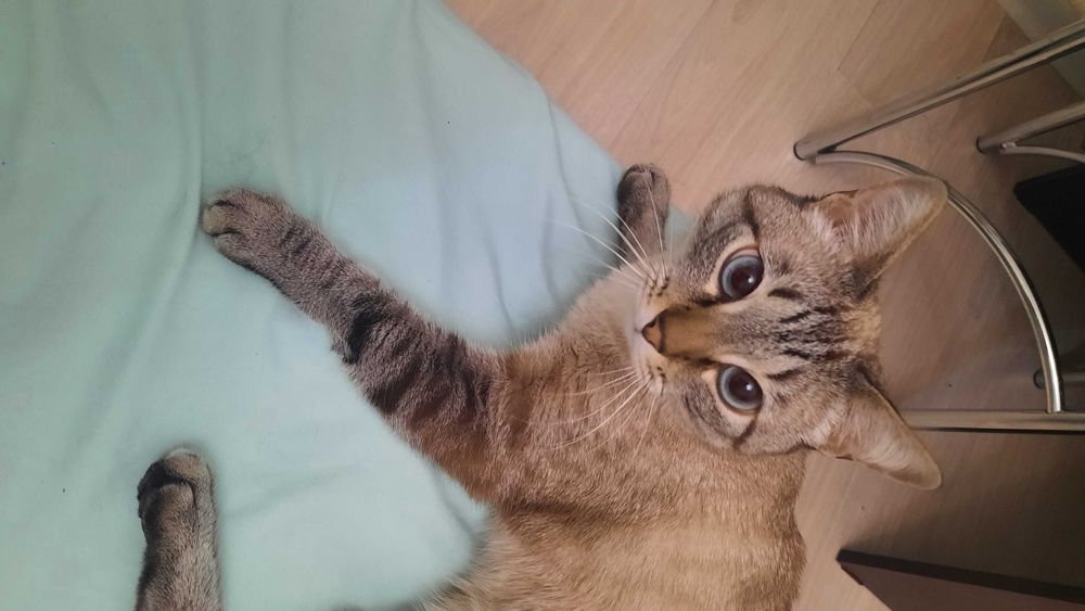 Ласковый домашний котик