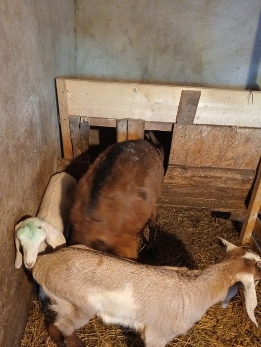 Vand 2 Capre Alpine cu iezi