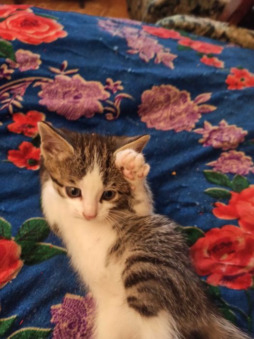 симпатичные котята ищут друга и хозяина