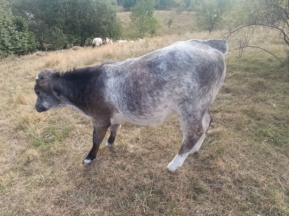 Vind vițică belgian 5 luni jumătate