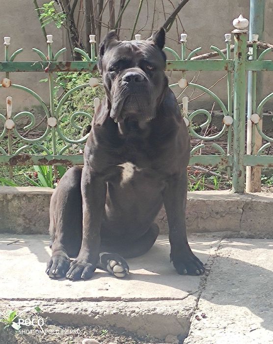 Вязка Кане Корсо