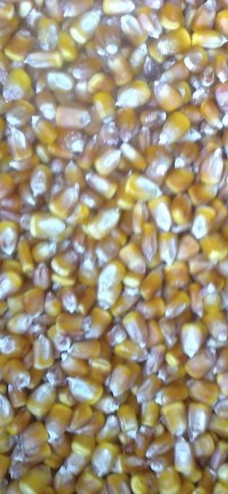 Vănd porumb boabe
