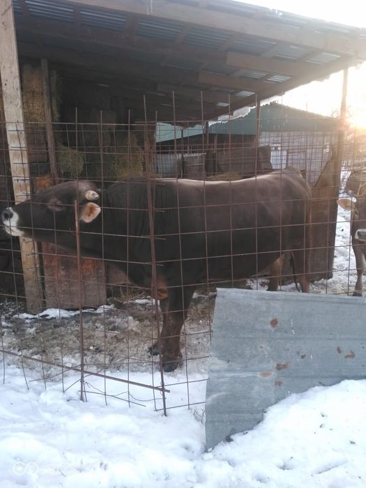 Продам быка быка