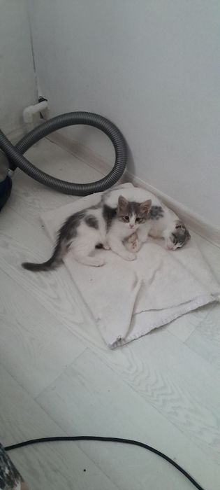 Отдам даром кошечку