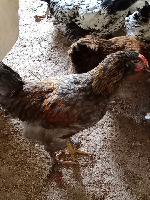 Продам петухов домашних.