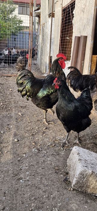 Vand oua de Jersy Giant