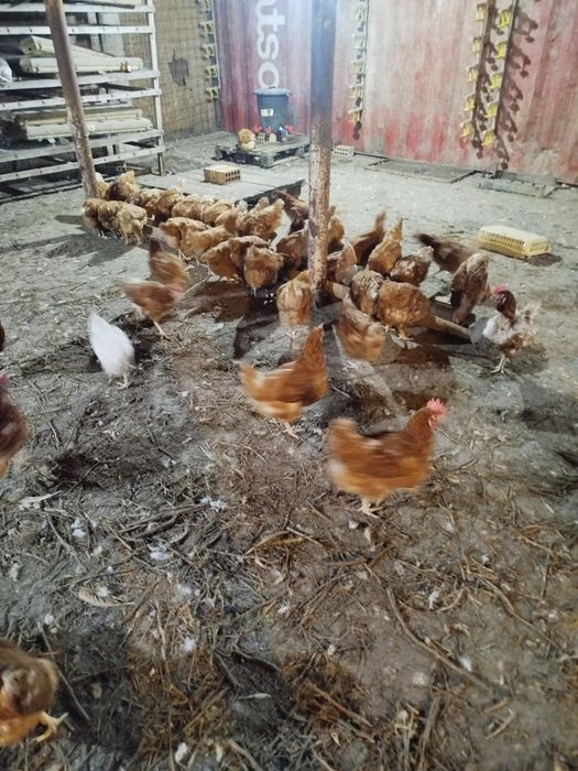 Продам кур породы Ломан Браун