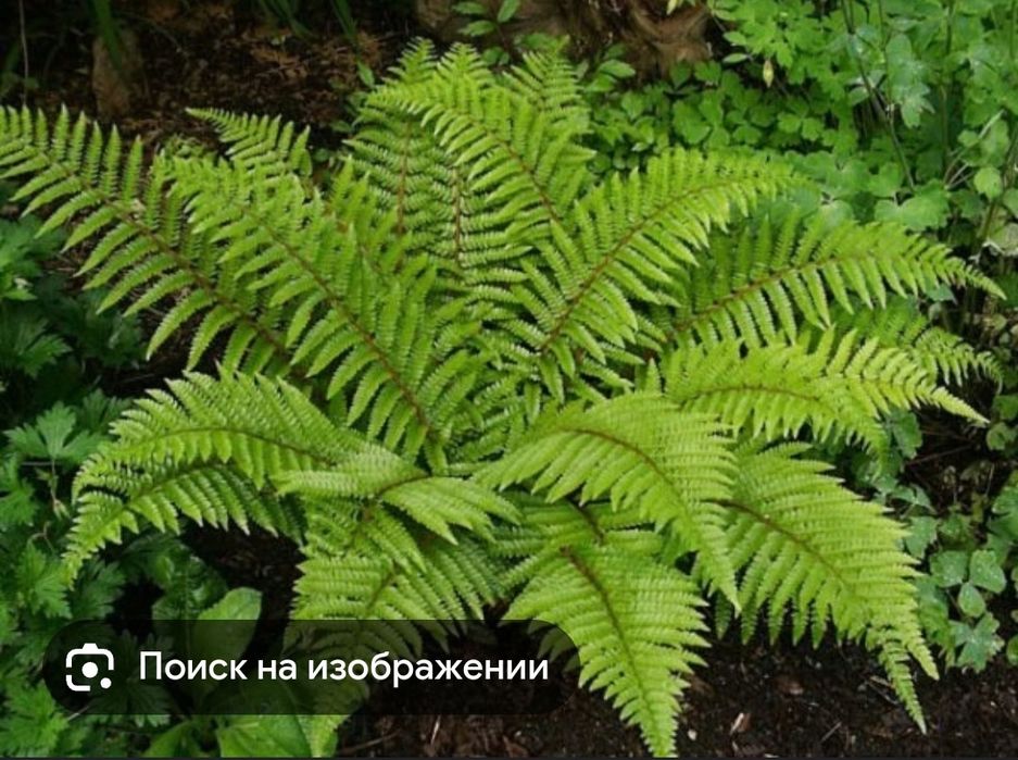 Растения для вашего сада не дорого