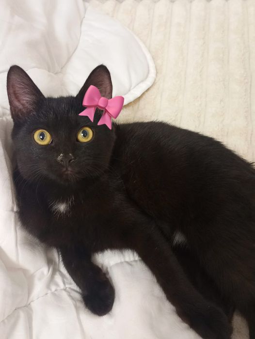 Котенок девочка, срочно!