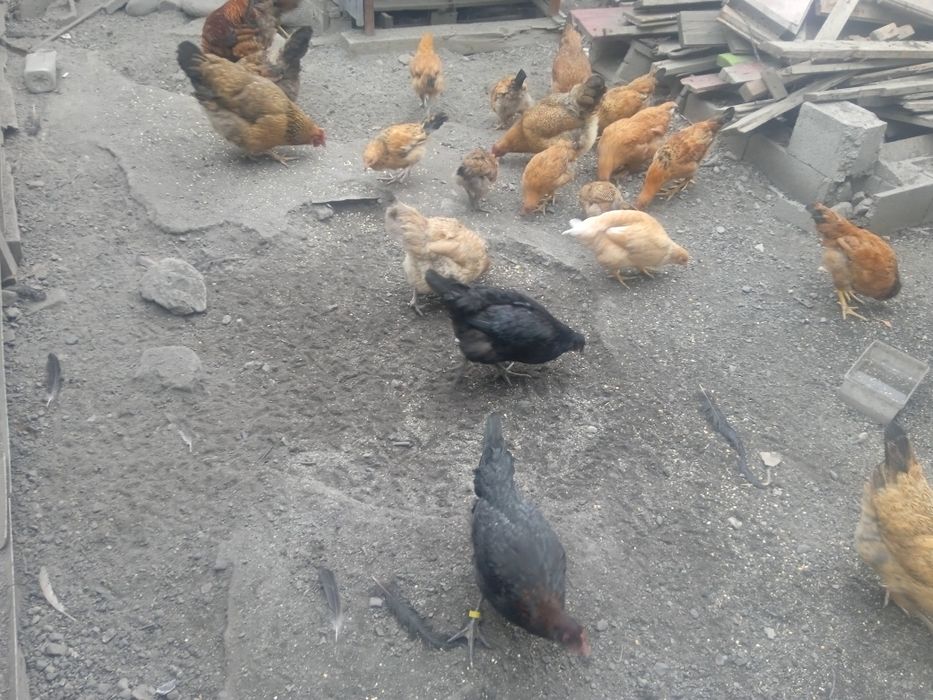 Куры цыплята продам