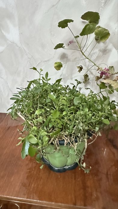 Цветы, комнатные растения