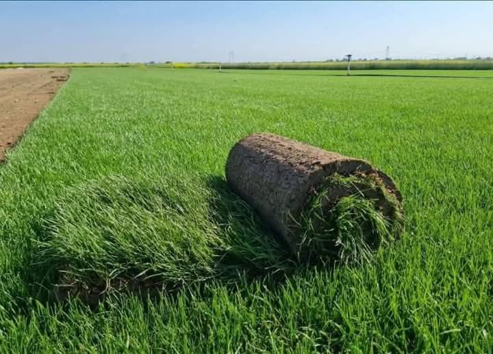 Gazon Rulou și sistem de irigatii