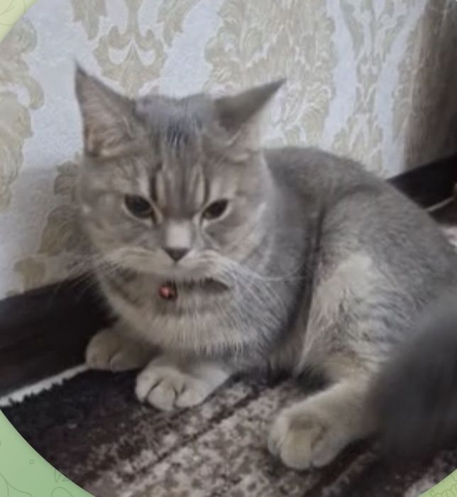 Серебристый шиншила