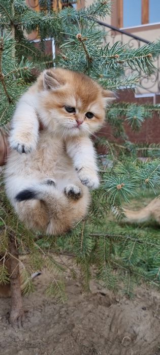 Вязка Чистокровний Британский Золотого Ny12