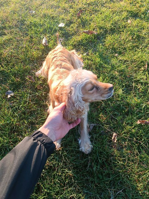 Кокер шпаньол - кръстоска със шпрингер