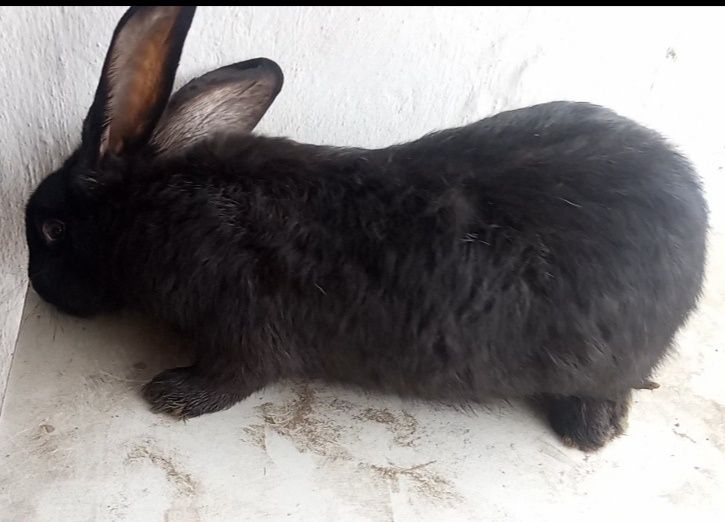 Қойан қойан қойан