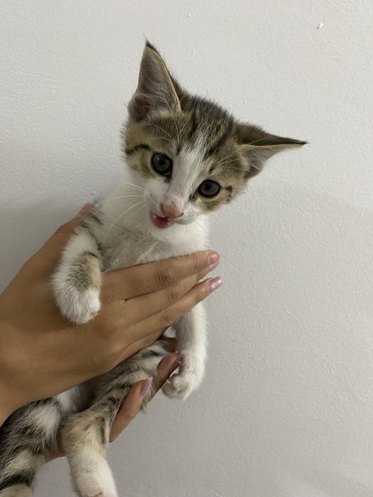 Отдам в добрые руки котенка