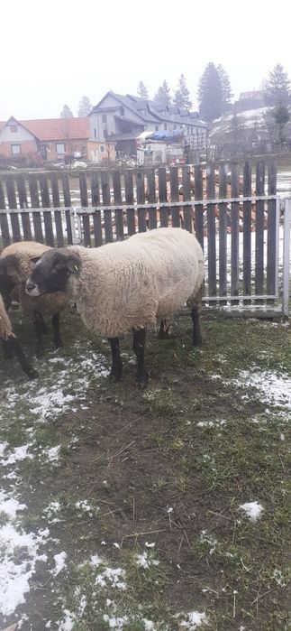 Vând berbeci suffolk