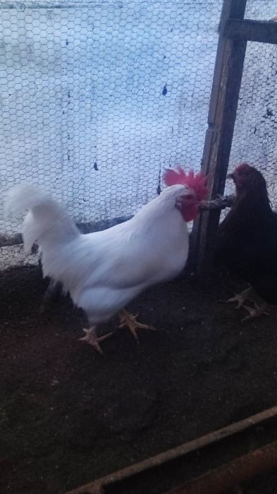 Продавам петли на осем месеца.