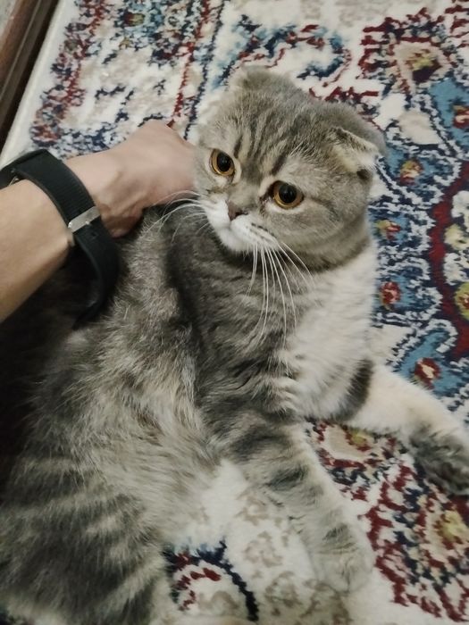 Mushuk scottish foldga oxshagan