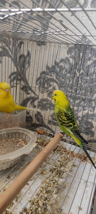 Волнистий попугай пара