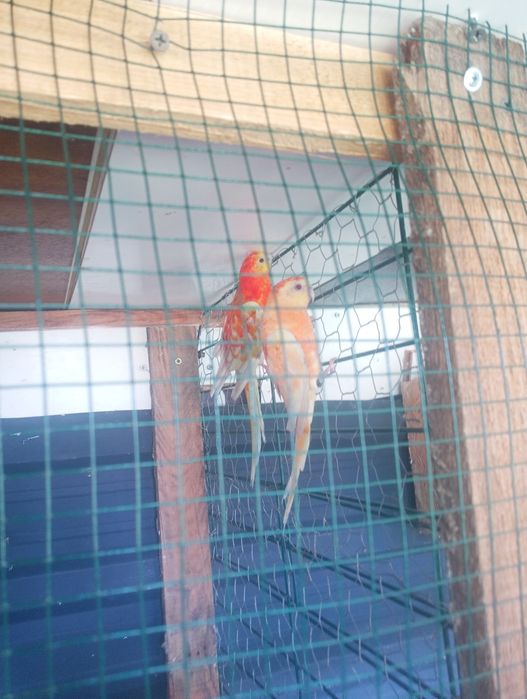 papagali cantareti