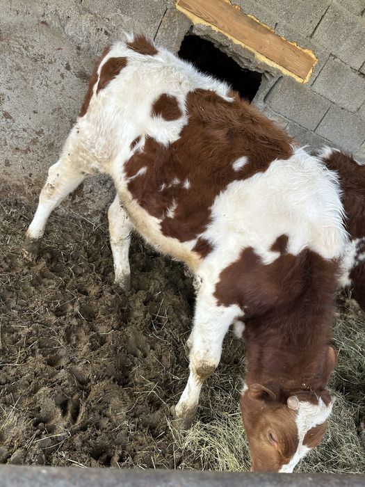 Vand tauras de 11 luni