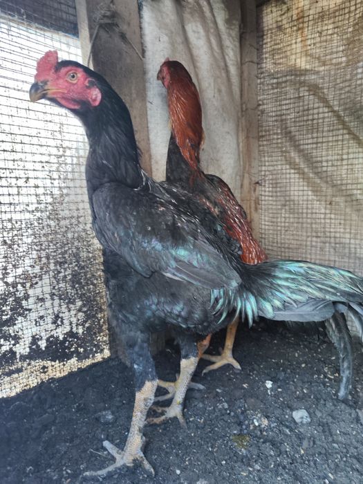 Петух бойцовый черный Тайго