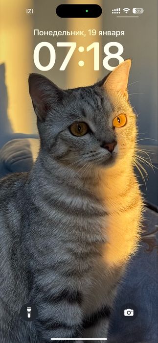 Отдаю кошку в добрые руки