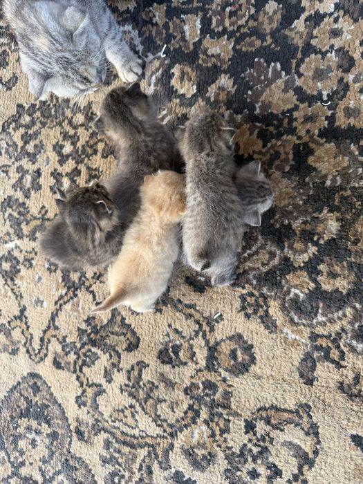 scottish fold.