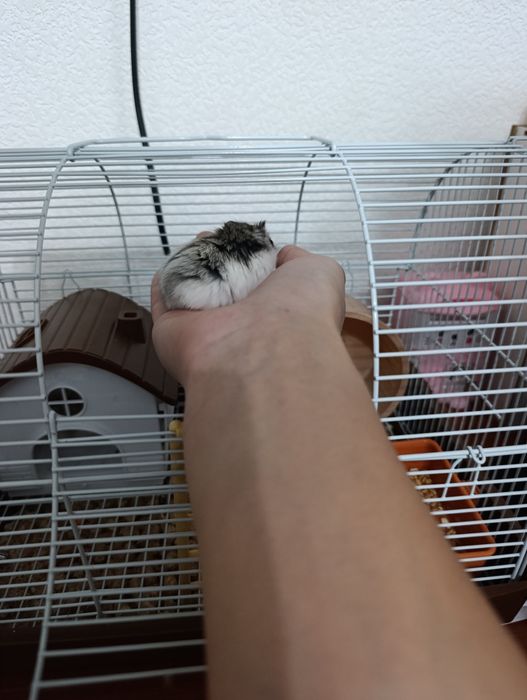 Пара хомячков продам