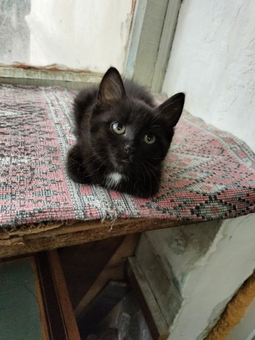 Котята в добрые ручки