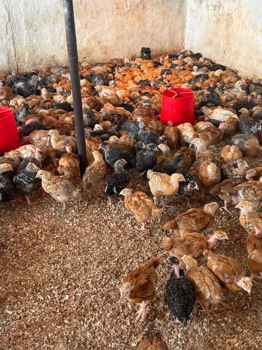 Pui de gaina zbura rasa mixta Kabir