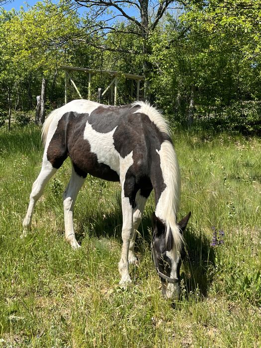 Vand iepe si armasari manji 1-2 ani , American painthorse