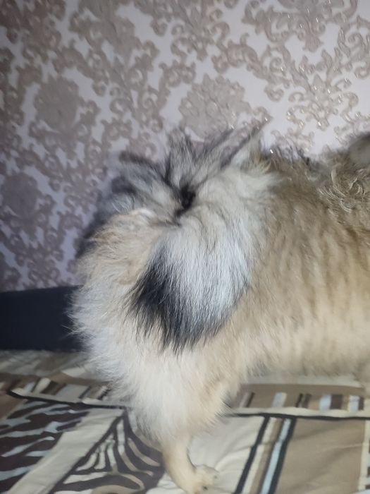 Померанский шпиц вязка