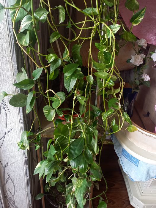 Цветы в горшках домашние