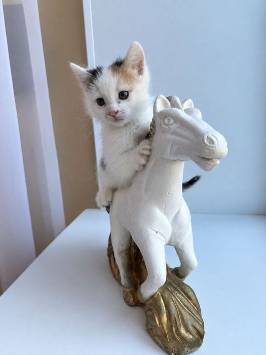 Котенок месячный