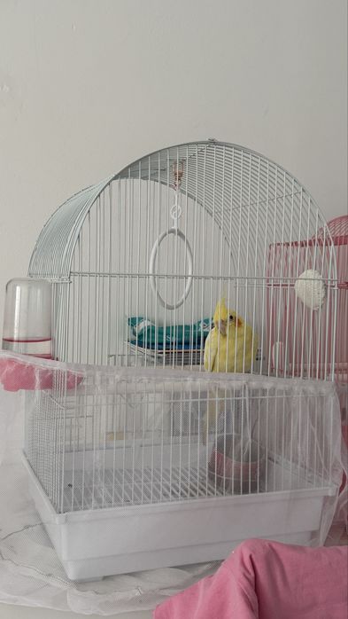 Продам попугая кореллу с клеткой