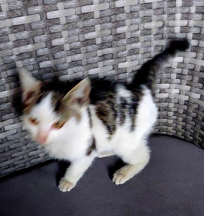 Ласковый котик от крысоловки